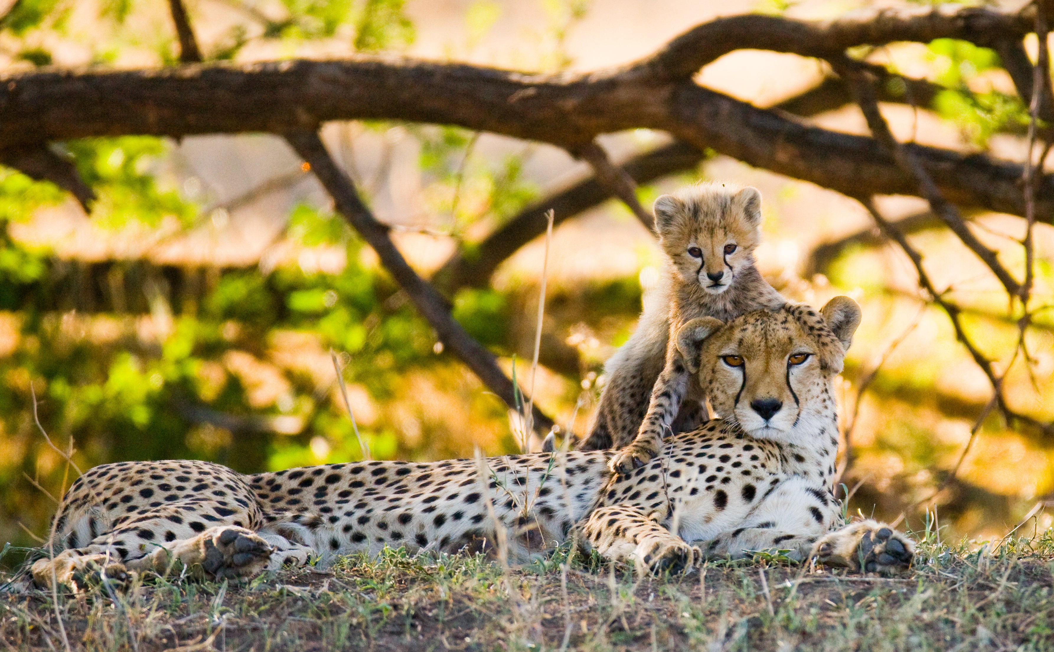 Change for the Cheetah’s Future