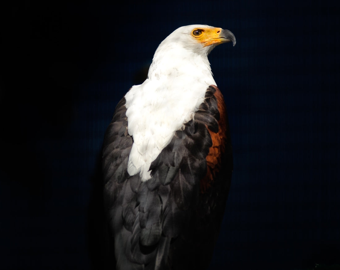 Wildlife Facts - African Fishing Eagles
