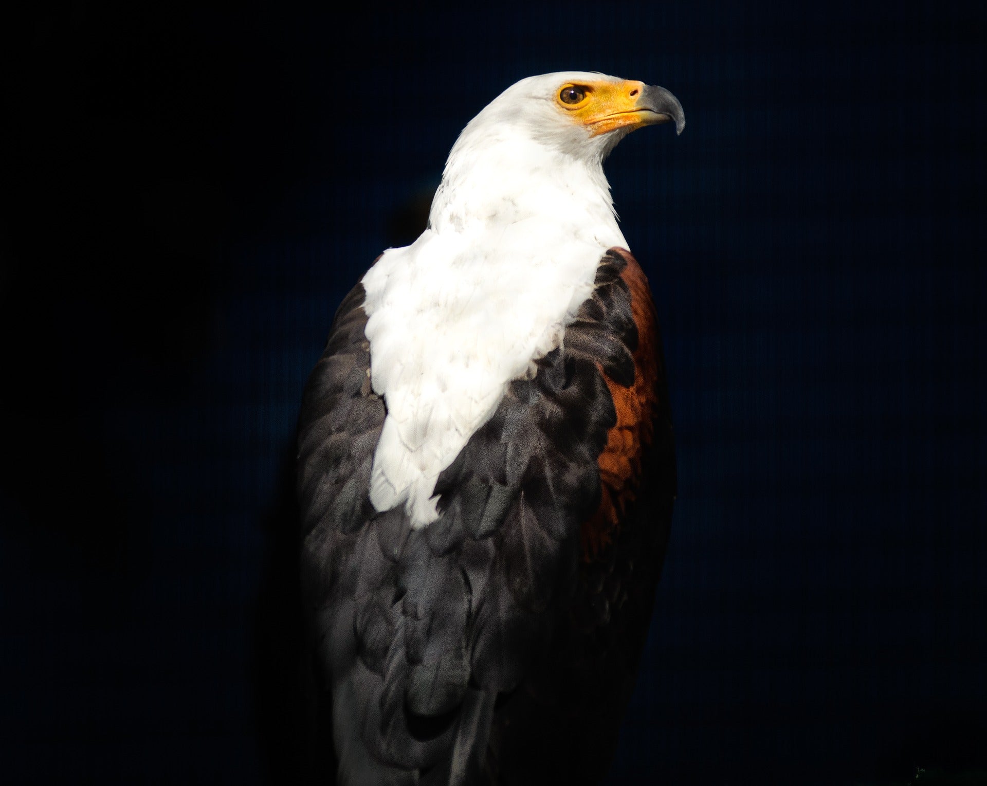 Wildlife Facts - African Fishing Eagles