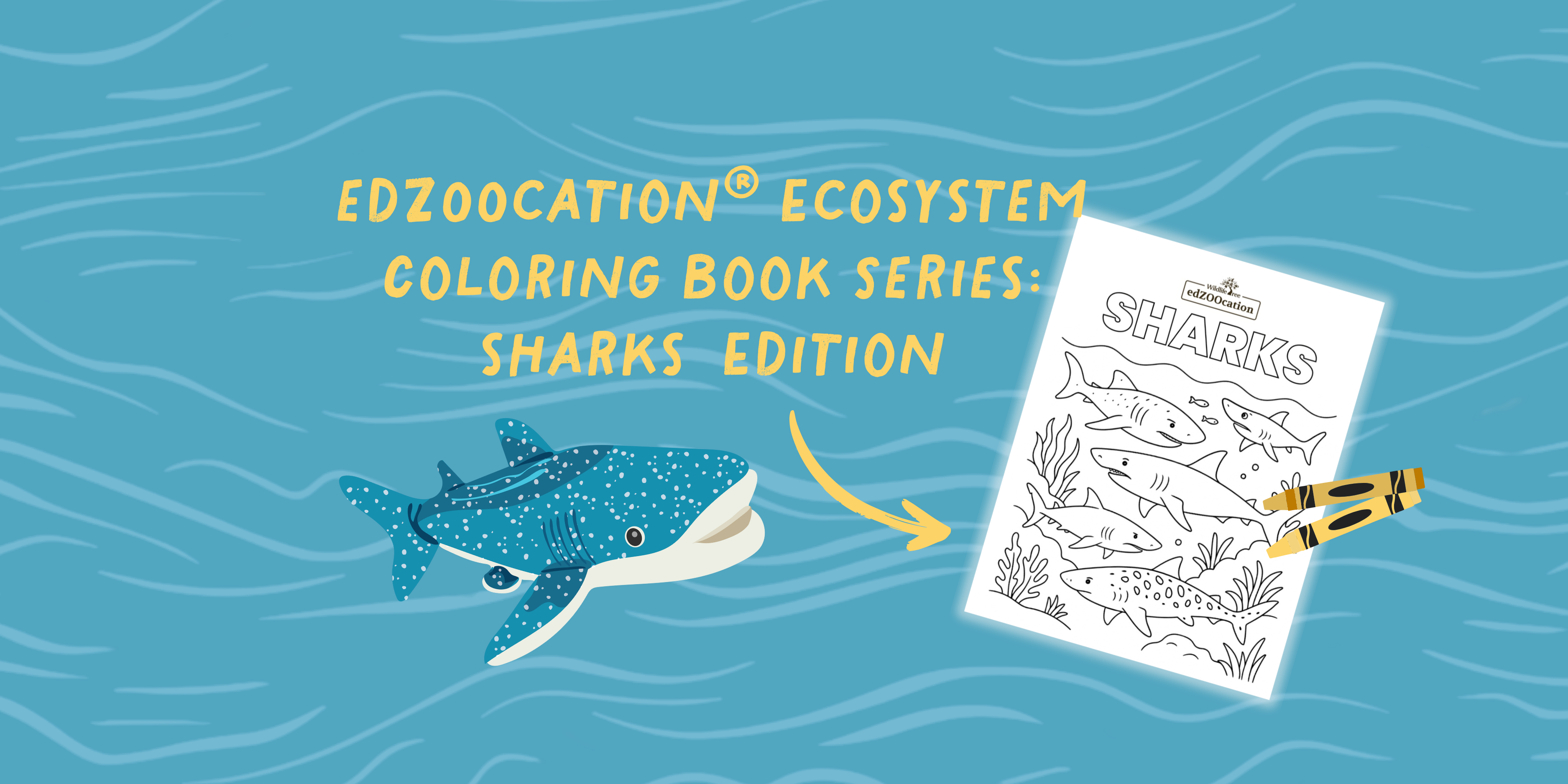 Make a Splash with the edZOOcation® Ecosystem Coloring Book Series: Sharks Edition! 🐋🦈