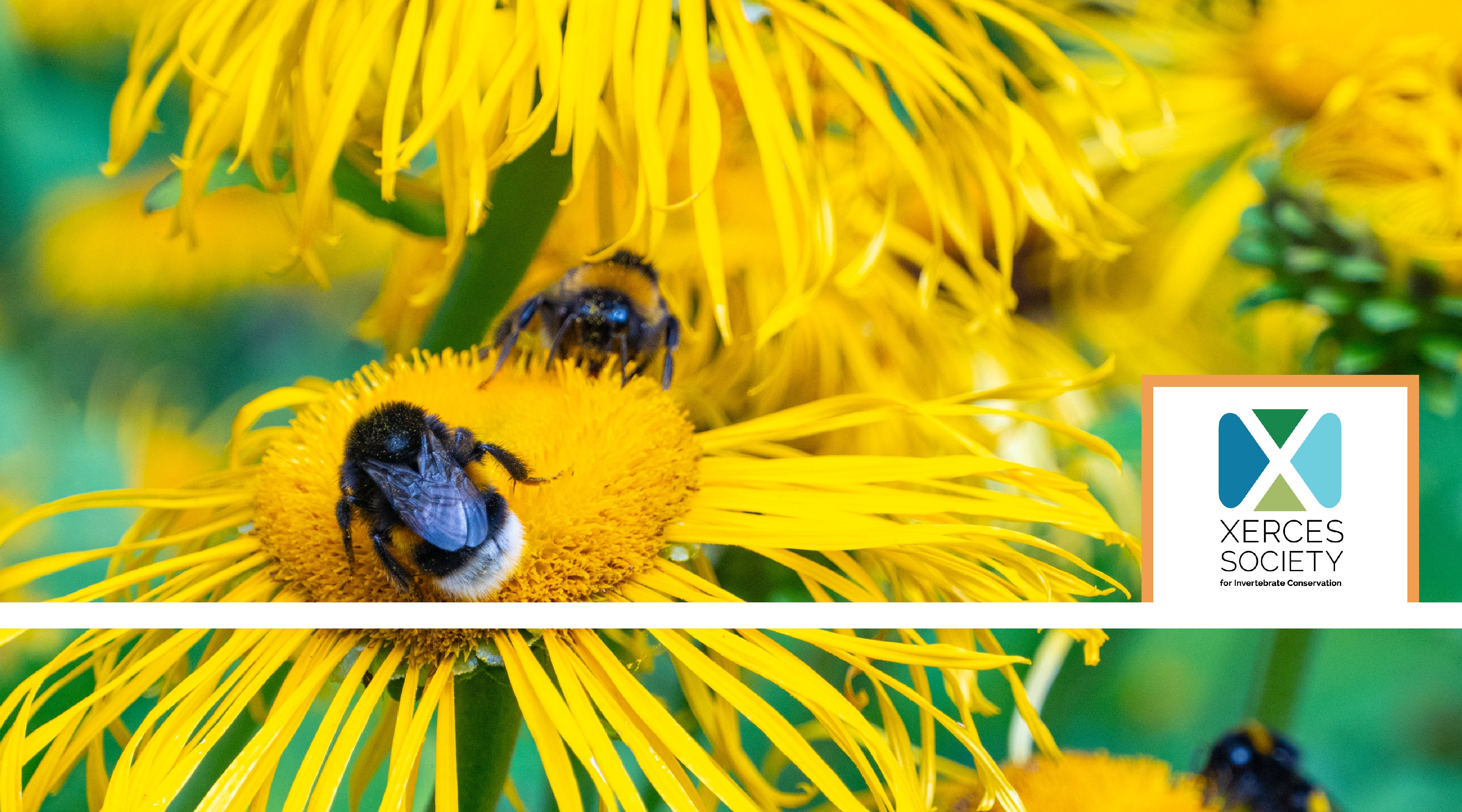 Small Wonders, Big Impact: Our Collaboration with the Xerces Society