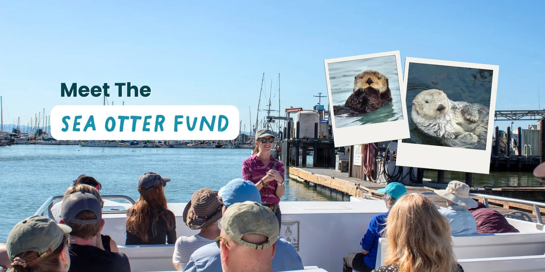 Sea Otters: The Ocean’s Tiny Gardeners