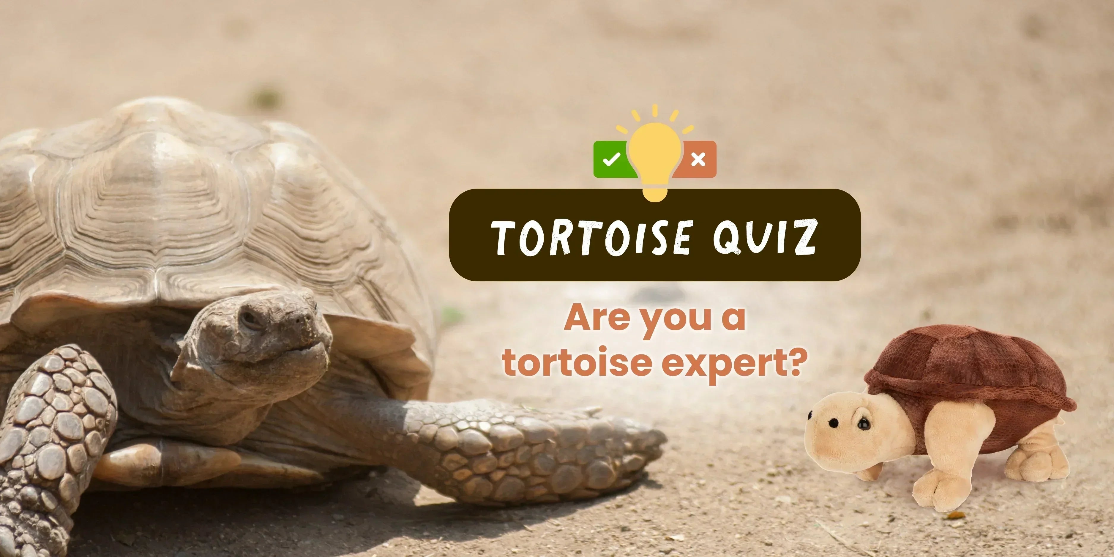 African Spurred Tortoise Facts for Kids (Fun Desert Animal Quiz + Answers)