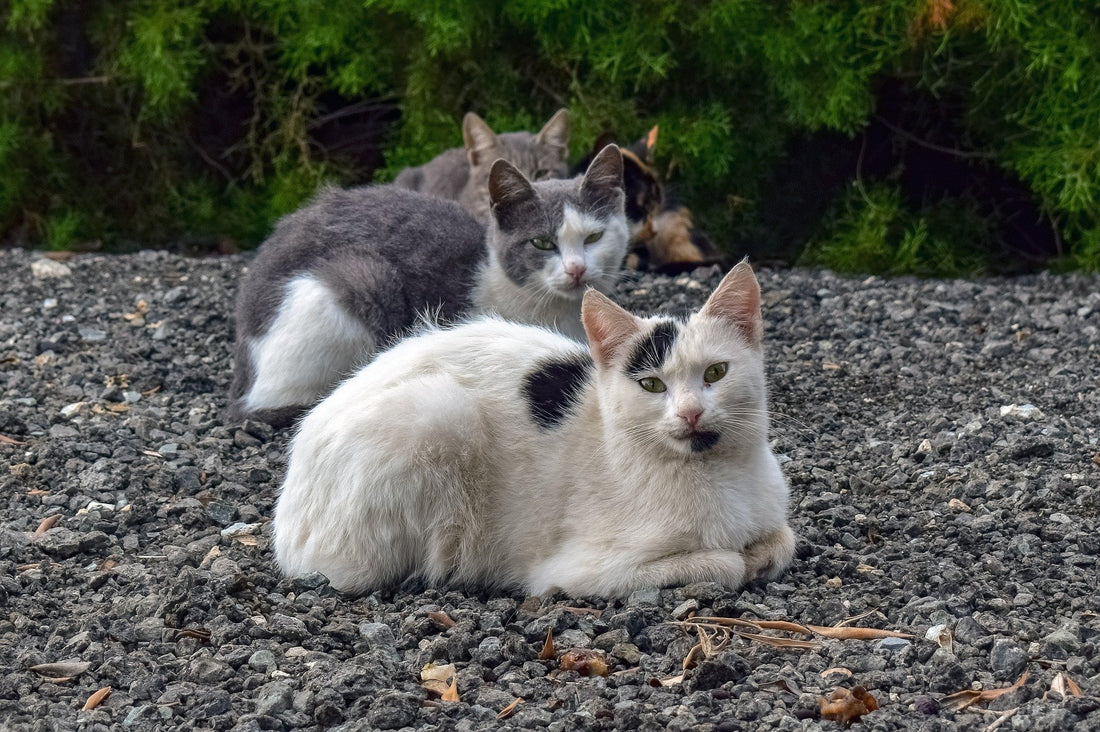 stray cats