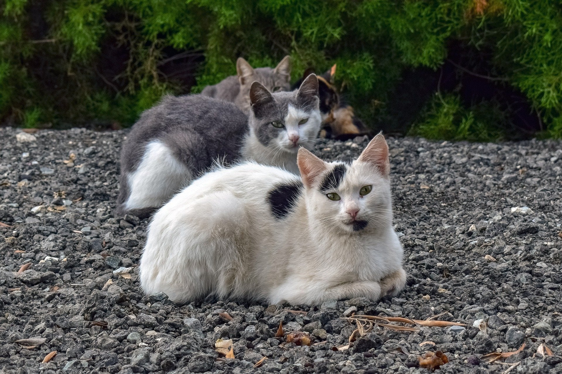 stray cats