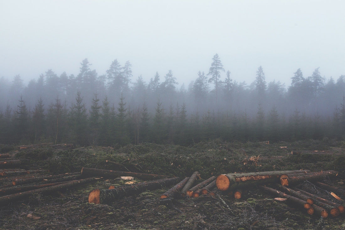 Deforestation