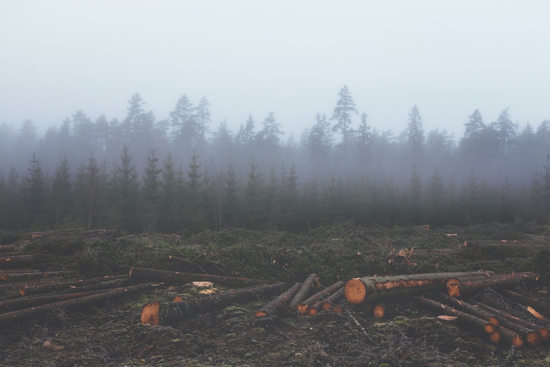 Deforestation