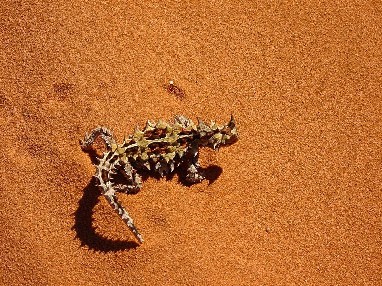 Thorny Devil on Sand