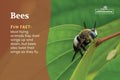 Bee on a leaf with educational text about bee wing movement on a brown and green background.