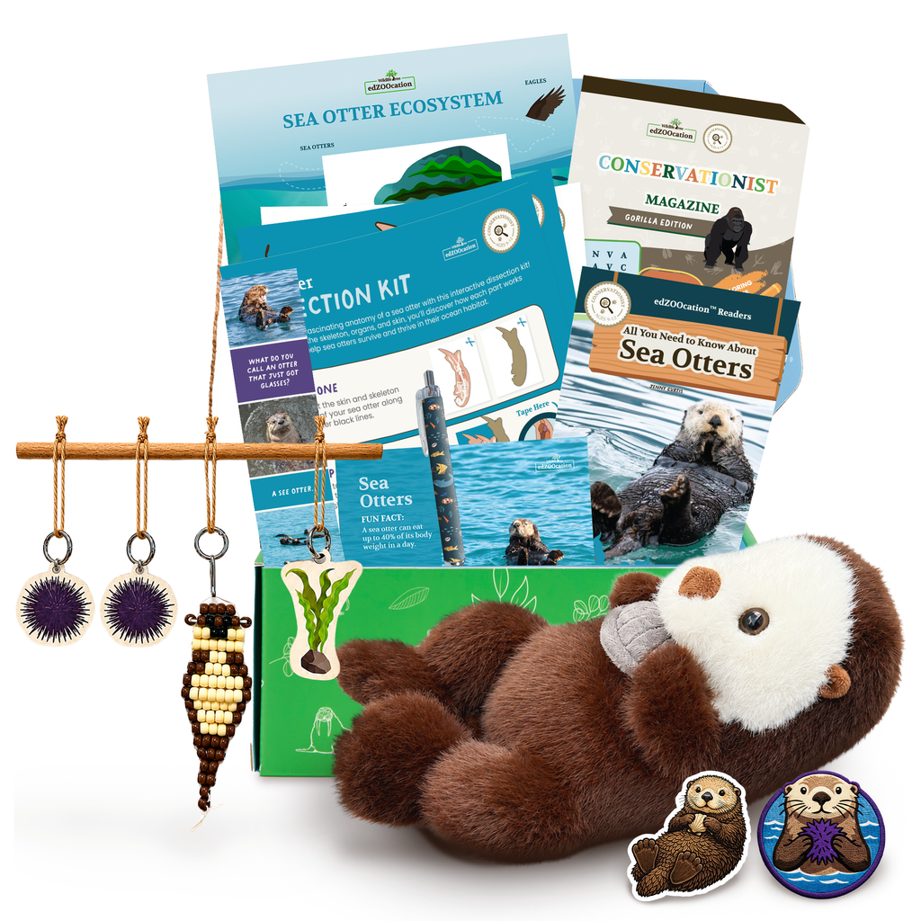 Educational sea otter kit with books, plush toy, and decorative items on a white background
