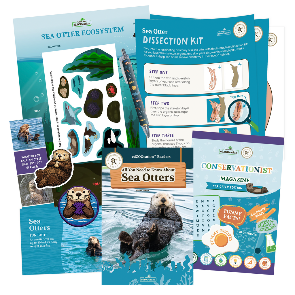 Collection of educational materials about sea otters including a dissection kit and magazine.