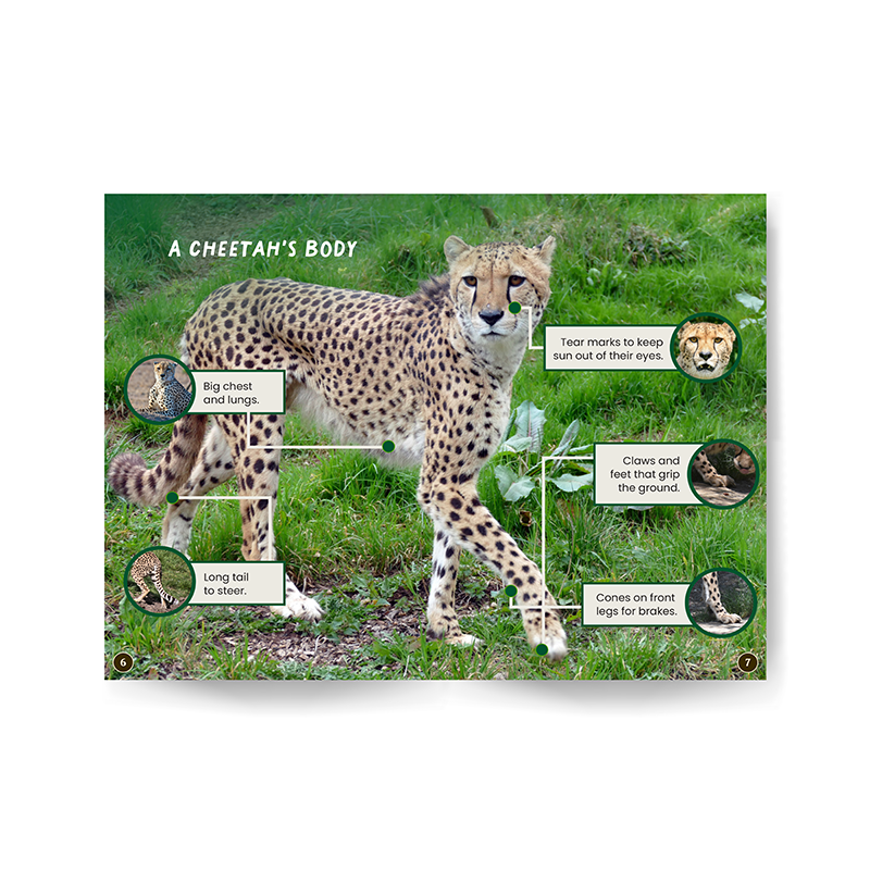 Cheetahs edZOOcation Zoologist Book - Paperback