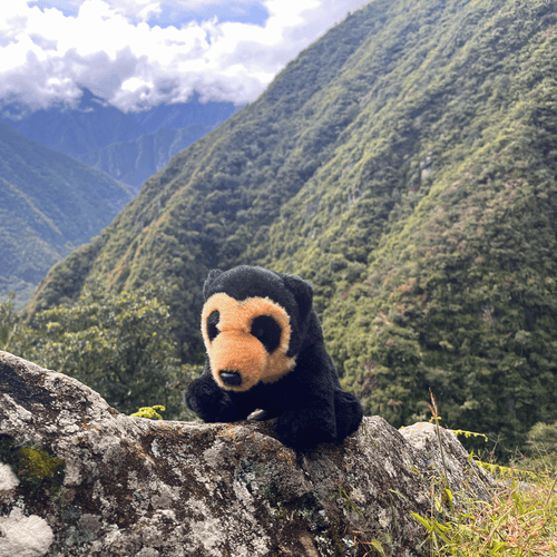 Andean Bear Stuffed Animal on a rock with mountains as a background