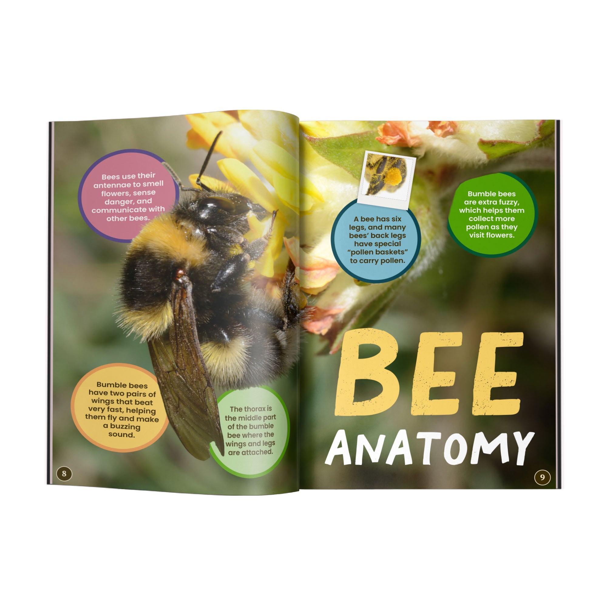 All You Need to Know About Bees edZOOcation Conservationist Book - Paperback