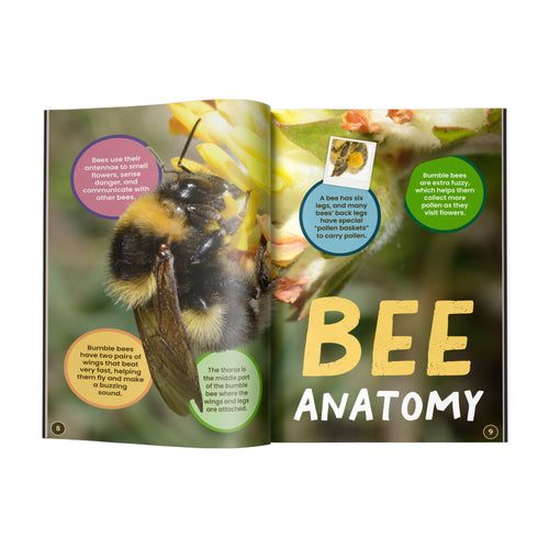All You Need to Know About Bees edZOOcation Conservationist Book - Paperback