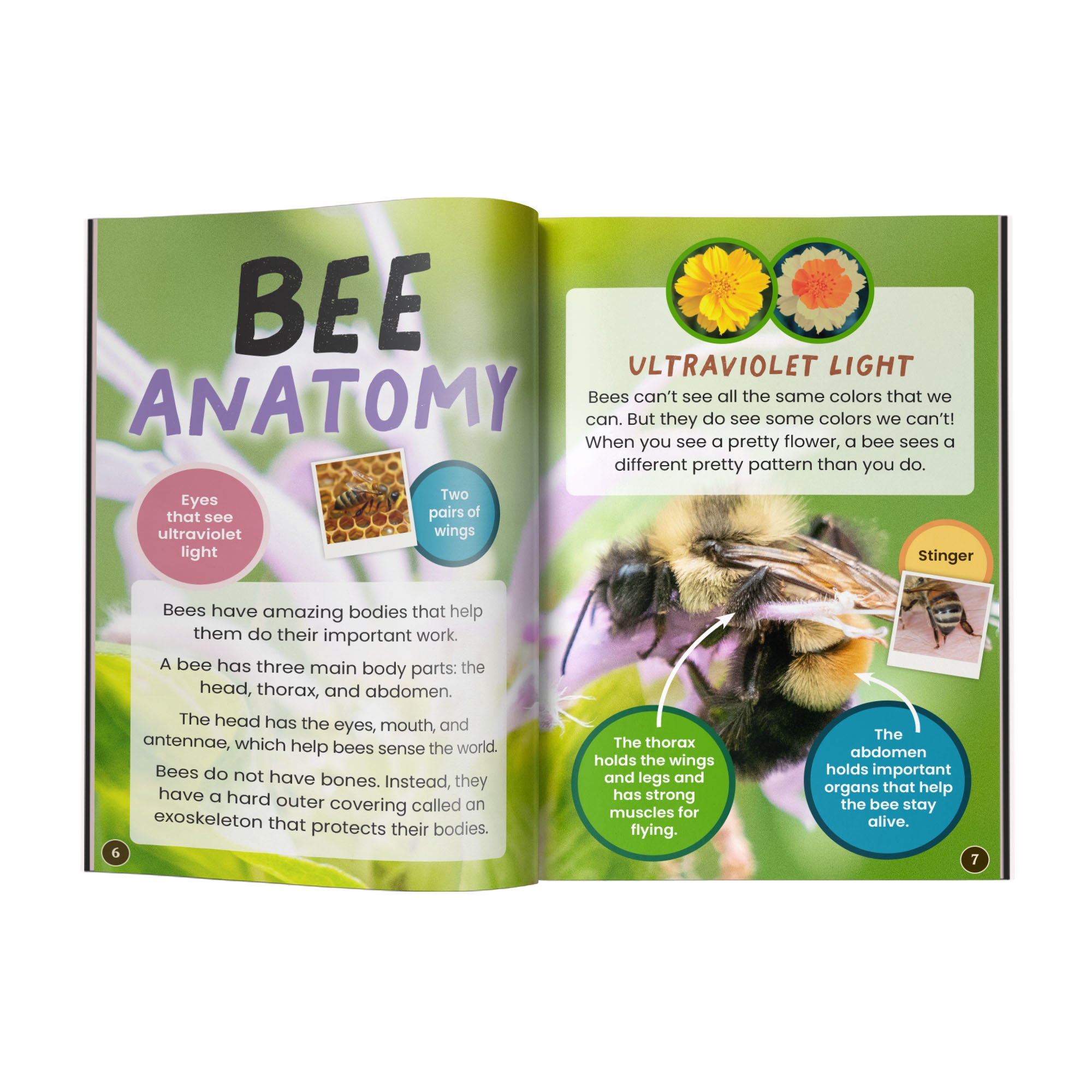 Bees edZOOcation Zoologist Book - Paperback