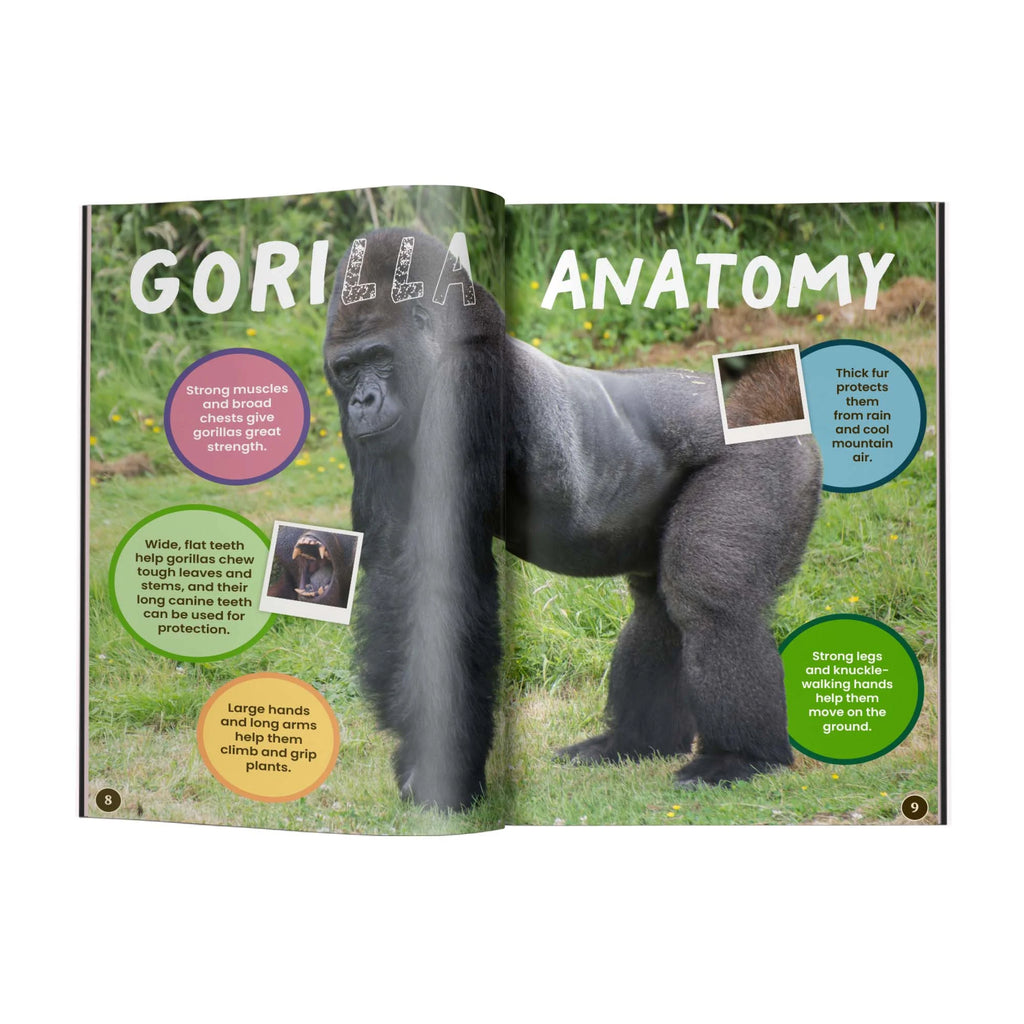 Gorilla illustration with educational text and labels on a white background