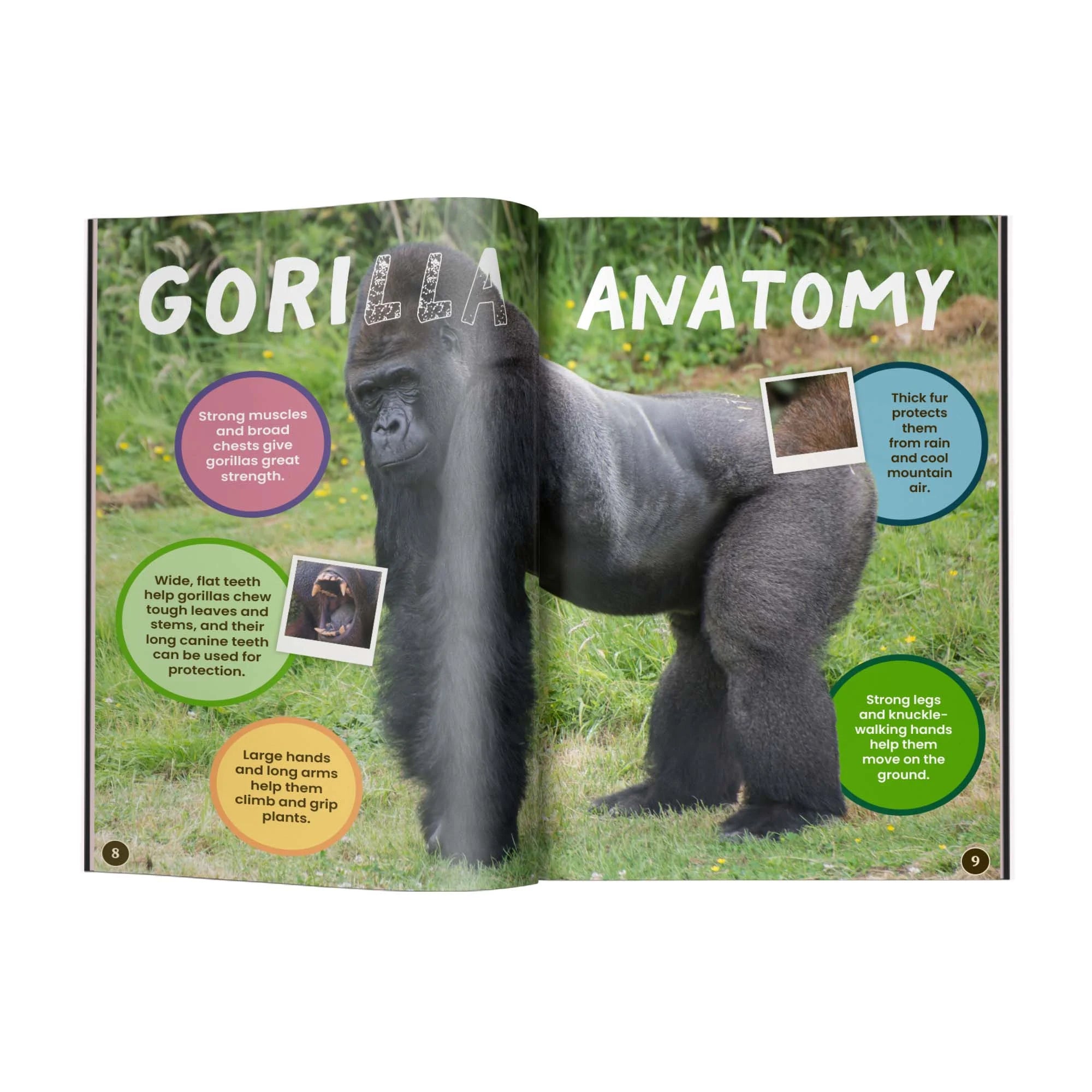 Gorilla illustration with educational text and labels on a white background