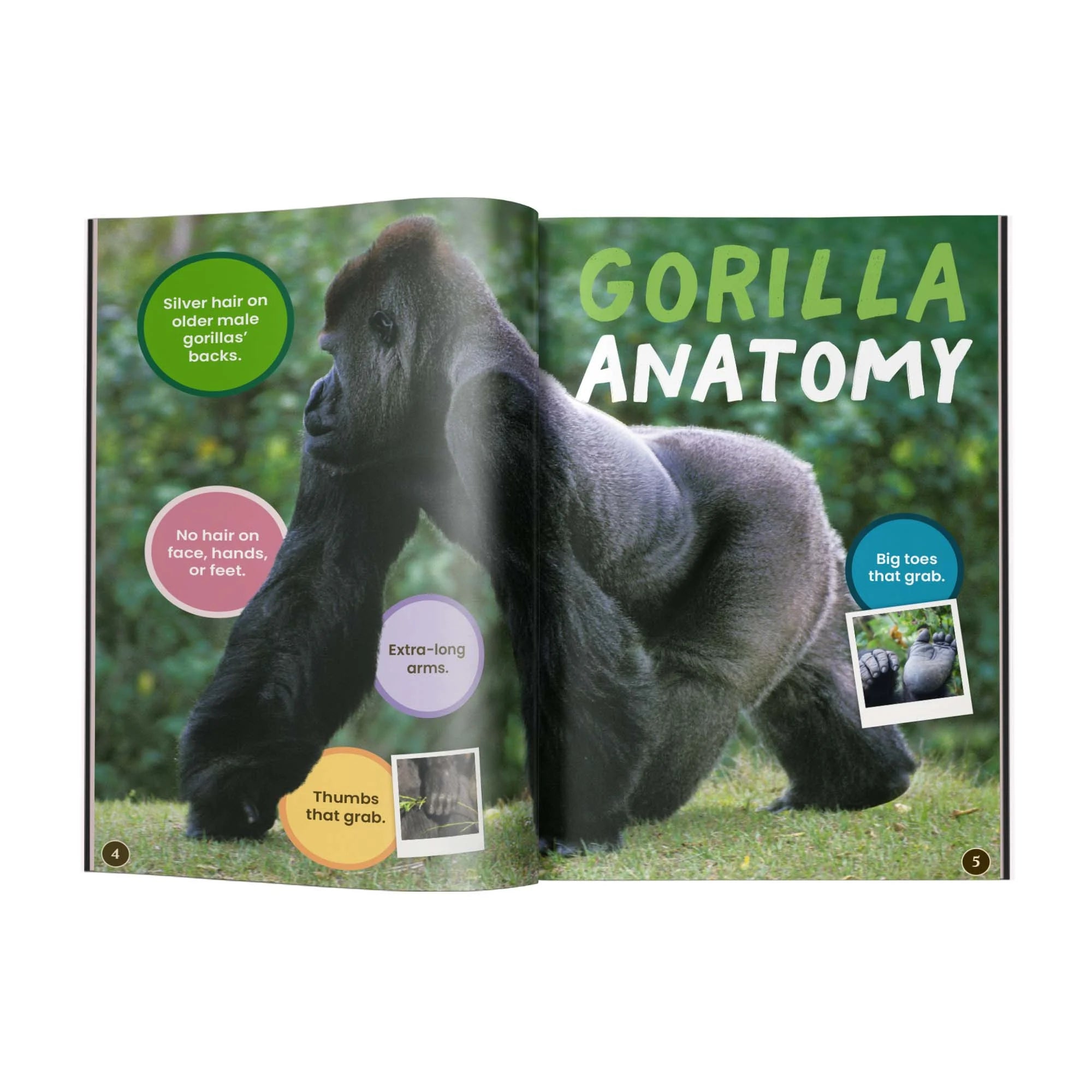Book open to a page about gorilla anatomy with a gorilla illustration on a green background.