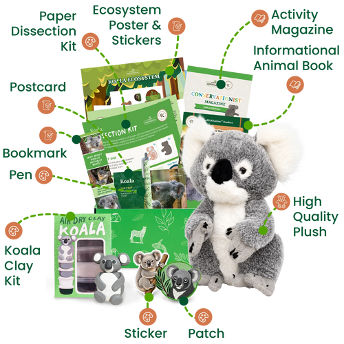 Koala Conservationist Box (Age 9-12)