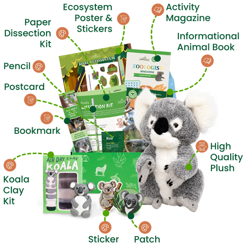 Koala Zoologist Box (Ages 6-8)