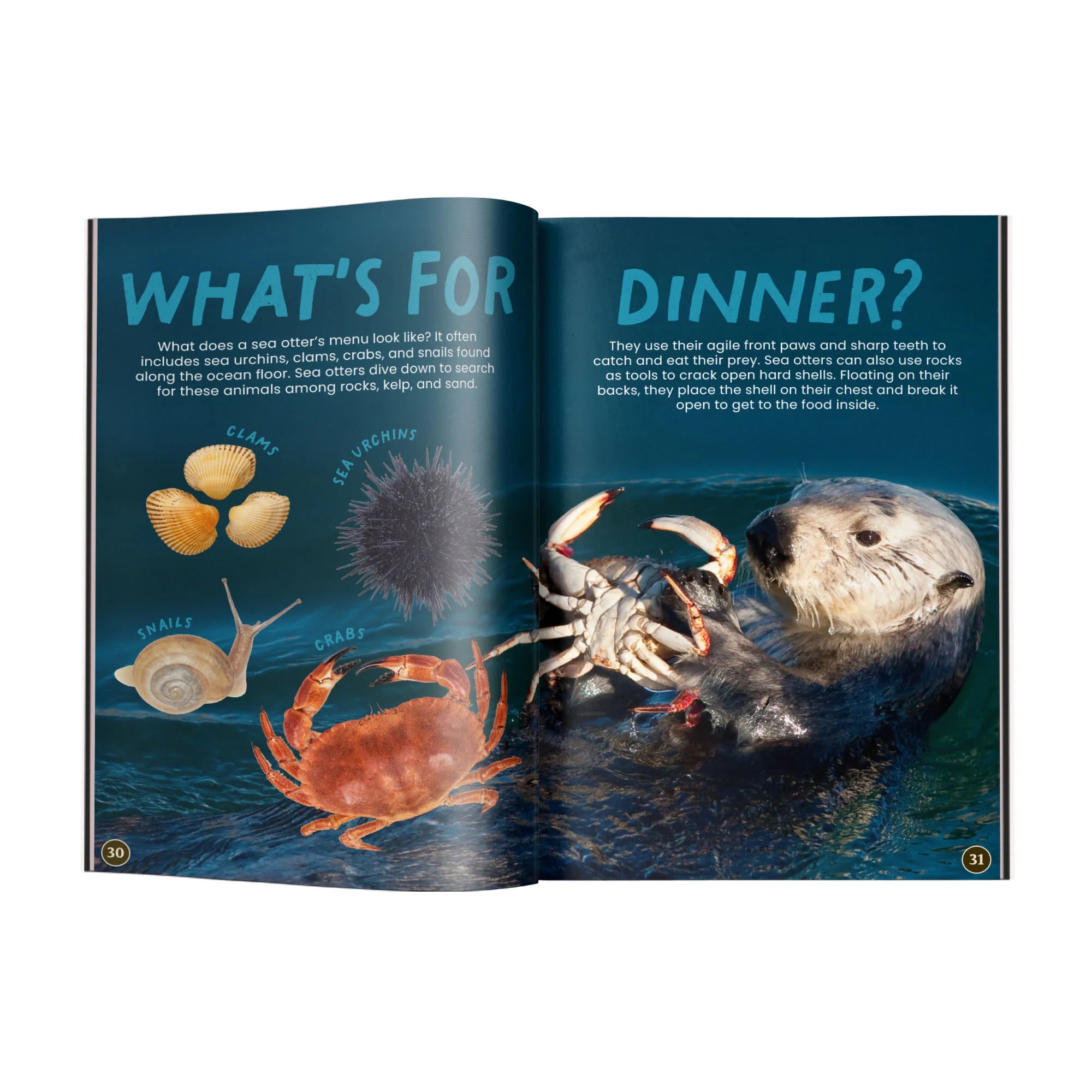 All You Need to Know About Sea Otters edZOOcation Conservationist Book - Paperback