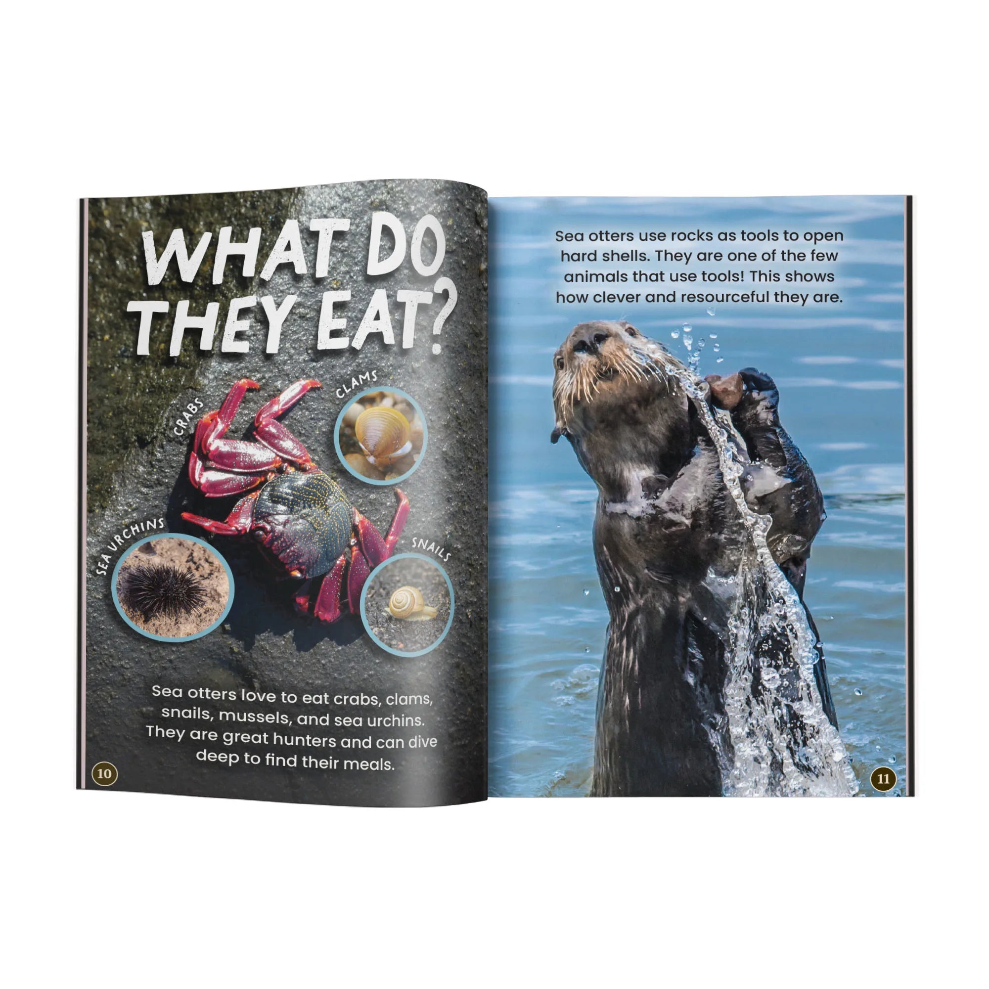 Sea Otters edZOOcation Zoologist Book - Paperback