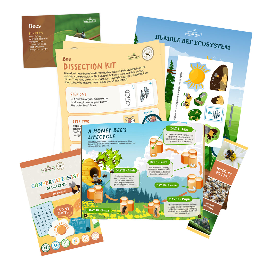Bee Conservationist Box (Age 9-12)