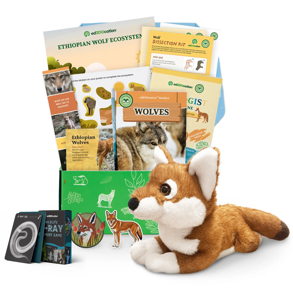 An Ethiopian wolf-themed educational gift set from edZOOcation designed for ages 6–8, featuring a plush Ethiopian wolf toy, the Wolves reader, a Zoologist magazine, an Ethiopian wolf ecosystem poster with sticker sheet, a wolf dissection kit, a bookmark, an embroidered patch and a wildlife x-ray memory card game.