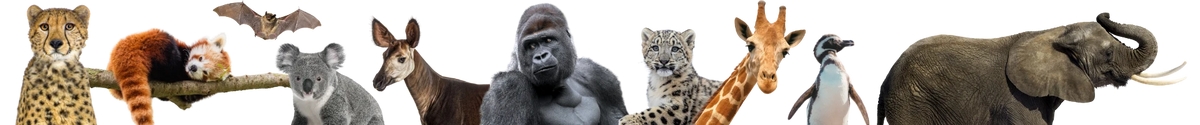 webgraphic-animalborder-desktop.webp__PID:d951b46a-2f62-4b16-82a3-58430e7657b5