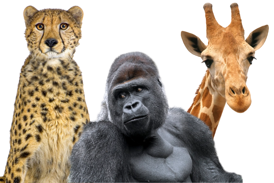 webgraphic-animalborder-mobile.webp__PID:9d0cf74a-991c-4851-a526-cefc63218991