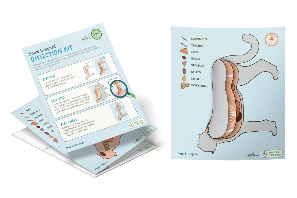Paper Dissection Kit