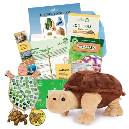 Tortoise